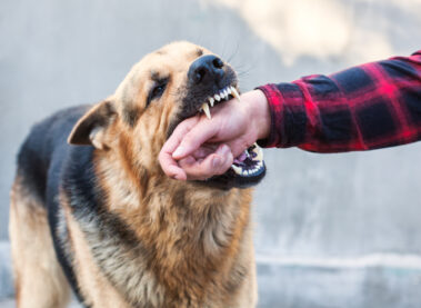 Can I Recover Compensation Following a Dog Bite?