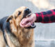 Can I Recover Compensation Following a Dog...