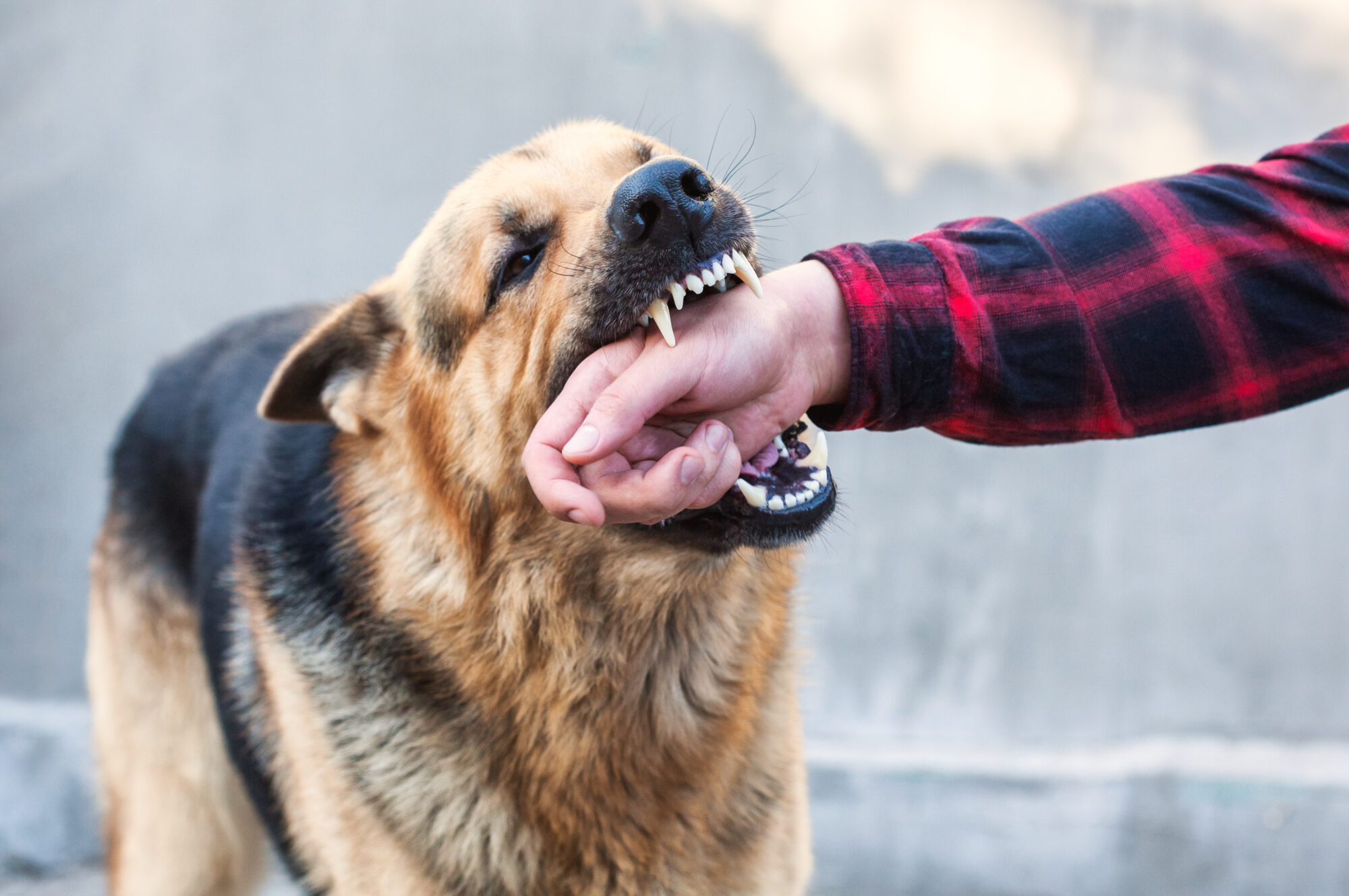 Can I Recover Compensation Following a Dog Bite?
